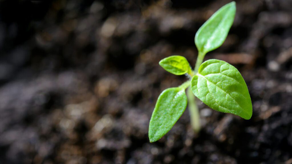 Growing Knowledge, Growing Land: Education for a Regenerative Future